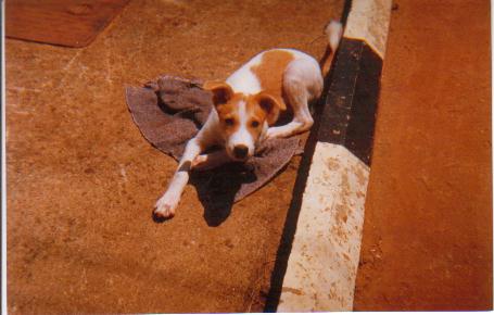 dog.jpg